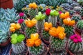 Garden of flowering cacti of diverse varieties