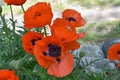 Garden with Flowering Orange Oriental Poppies