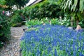 Garden flowers