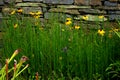 Garden flowers against stone wall Royalty Free Stock Photo