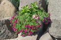 Garden flowers in an Alluminum bucket on a background of large stones Royalty Free Stock Photo