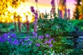 Sunset in the garden - the pond edge of the plank fence, in front bloom beautiful flowers.