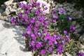 Garden flowers and stones