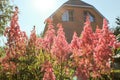 Garden flowers Astilbe Brick country house In the sunshine of the sunset.