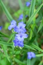 Garden flowers. Blooming blue flowers. Flowerbed with flowers. Selective focus