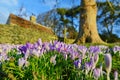 Garden Flowers Blooming in Spring Royalty Free Stock Photo