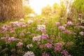 Garden Flowers Blooming in Spring Season With Sunlight Morning, Beautiful of Natural Flora Background and Home Outdoors Decorative