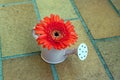 Gerbera, flower in a small watering can as a vase