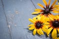 Garden flowers on blue wooden table background. Backdrop with copy space Royalty Free Stock Photo