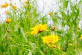 Garden flowers close up. Screensaver, desktop wallpapersÃÅ½