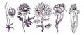 Garden flowers collection, tiger lily, peony, chrysanthemum, tulip, iris, doodle black ink drawing with inscription