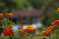 garden flowers