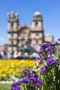 Garden flowers in Cuzco, Peru Royalty Free Stock Photo