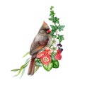 Garden flowers decor with red cardinal bird. Watercolor illustration. Painted backyard bird with garden flowers