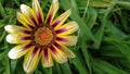 Garden with flowers, Details of garden, green, spring, joy of flowers.