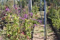 Garden with flowers of different colors in flower shop Royalty Free Stock Photo