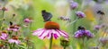 Coneflower and butterflies and bumblebees Royalty Free Stock Photo