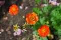 Garden flowers glose-up knop