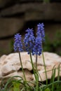 Garden flowers, grape hyacinths, blue color.