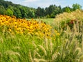 Garden with flowers green grass and full of trees Royalty Free Stock Photo