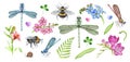 Garden flowers and insects watercolor illustration set. Hand drawn freesia, bee, dragonfly, forget-me-not flower elements. Royalty Free Stock Photo