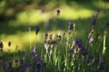 Lavender blooming in the garden in summer, colorful background Royalty Free Stock Photo