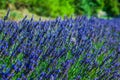 Garden flowers Lavender colorful background