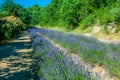 Garden flowers Lavender colorful background