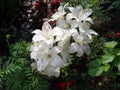 Garden flowers Lilies