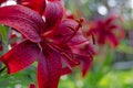 Garden flowers. Lily in bloom