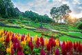 Garden flowers, Mae fah luang garden locate on Doi Tung in thailand. Royalty Free Stock Photo