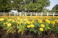 Garden with flowers Marygold, yellow and orange colors Royalty Free Stock Photo