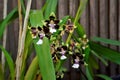 Oncidium Cleo`s Pride orchid flowers in the garden Royalty Free Stock Photo