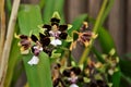 Oncidium Cleo`s Pride Flower Details Royalty Free Stock Photo