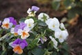 Garden flowers pansy