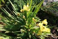 Garden flowers and stones. Iris dwarf yellow