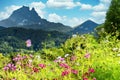 Garden with flowers, Pic du Midi Ossau, french Pyrenees mountains