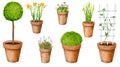 Garden flowers and plants in clay pots. Set of watercolor elements. Royalty Free Stock Photo