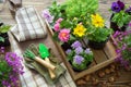 Garden flowers and plants in flower pots. Watering can, shovel, rake, gloves and apron. Top view. Royalty Free Stock Photo