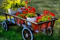 Garden flowers in pots on a wooden old cart on a green lawn Royalty Free Stock Photo