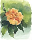 Garden flowers rose painting in watercolor. Illustration for decor. Royalty Free Stock Photo