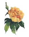 Garden flowers rose painting in watercolor. Illustration for decor. Royalty Free Stock Photo