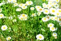 Garden flowers shine beautifully in midsummer Royalty Free Stock Photo