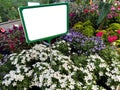 Garden flowers on shop shelf with white empty info signage board sign