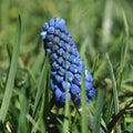 Garden flowers. Spring flowers Muscari (viper onion) close-up. Royalty Free Stock Photo