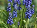 Garden flowers. Spring flowers Muscari (viper onion) close-up. Royalty Free Stock Photo