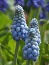 Garden flowers. Spring flowers Muscari (viper onion) close-up. Royalty Free Stock Photo