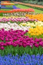 Garden flowers in spring-Keukenhof in