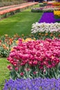 Garden flowers in spring -Keukenhof in Netherlands