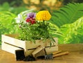 Garden flowers, tools (rake, shovel, watering can)